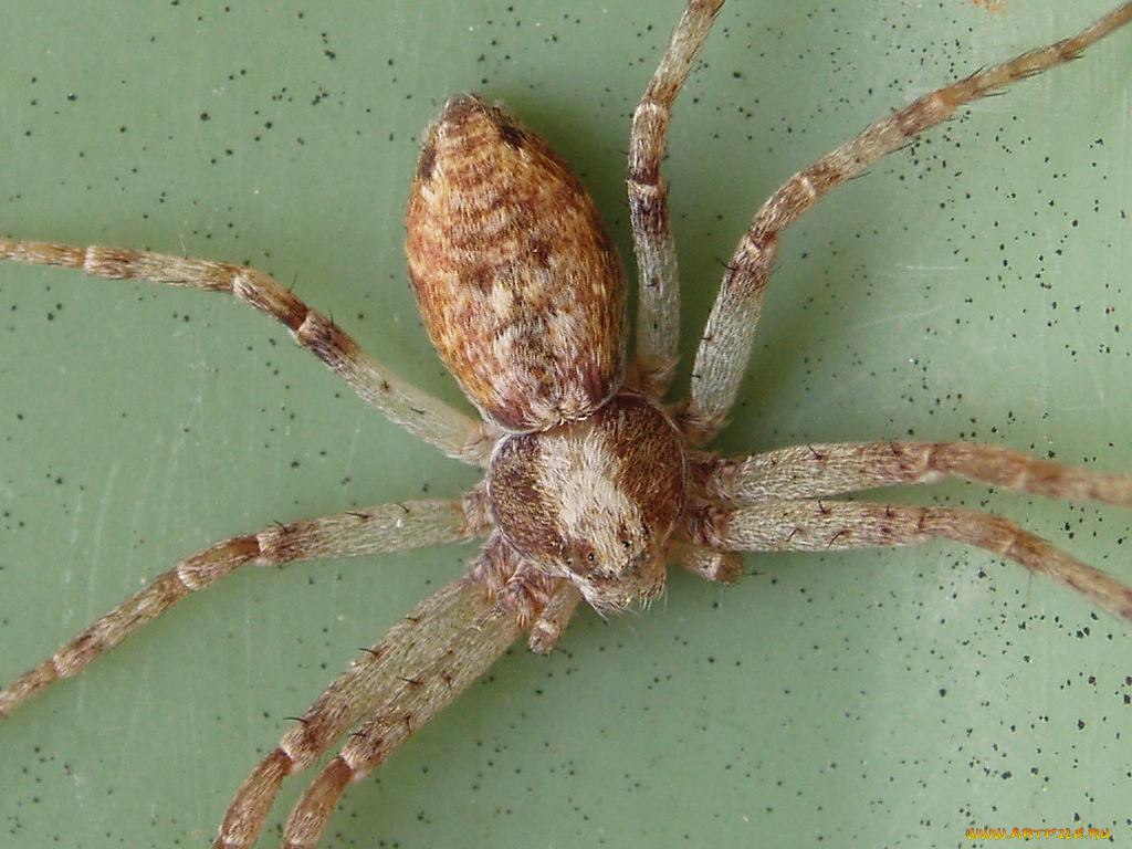 spider, , 